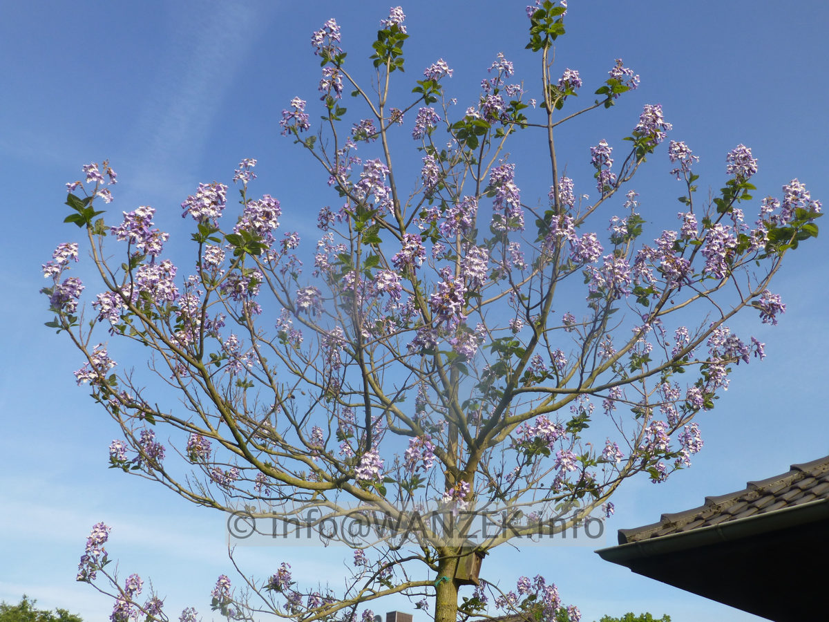 Paulownia tomentosa 01 bluehender Jungbaum.JPG